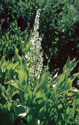 Corn-Lily-small.jpg